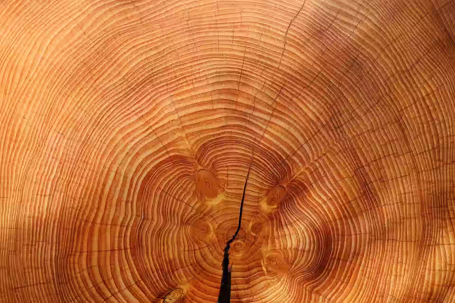 The best wood for furniture in Tanzania: teak, iroko, mvule or African walnut